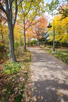 Road in a park during beautiful fall time