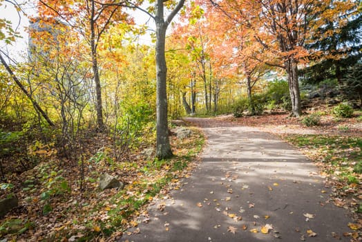 Road in a park during beautiful fall time