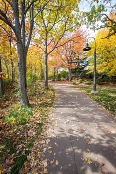 Road in a park during beautiful fall time