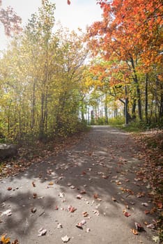 Road in a park during beautiful fall time