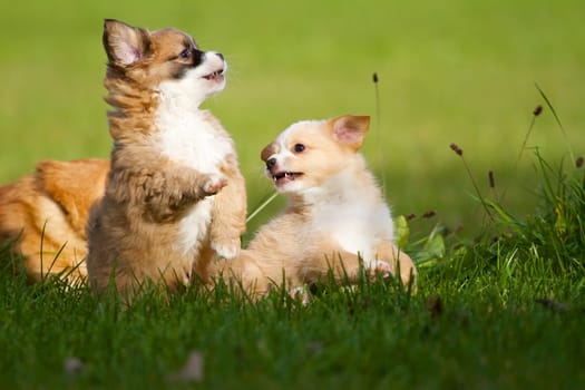 Two small 7 week old mongrel puppies frolicking happily in a green meadow.