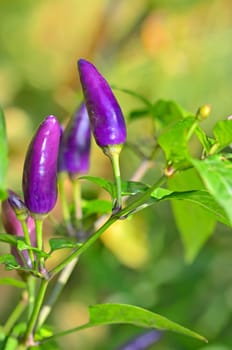 Purple bell pepper growing on vine in home garden