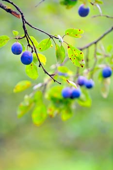 Ripe plums on the tree in natural background