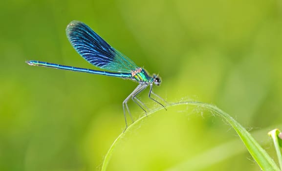 dragonfly on a blade of grass on natural background. Close up of insect