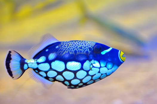 colorful butterfly-fish in an aquarium