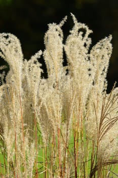 American pampas grass