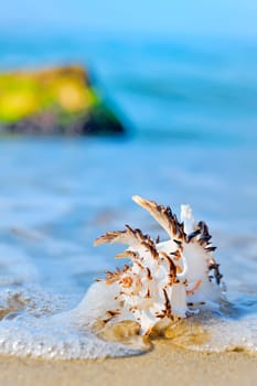 seashell on the seashore shoot in a natural background