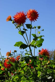 Very large red dahlias