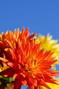 Colorful dahlias,bright blue sky