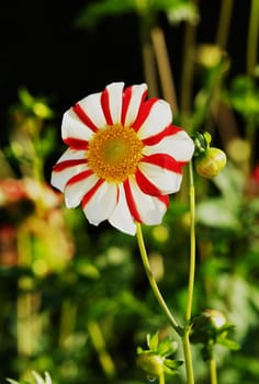 Beautiful Red White Striped Dahlia