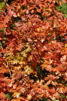 Deciduous tree in autumn
