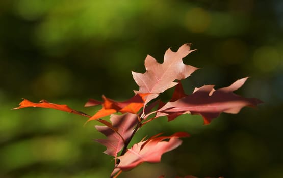Deciduous tree in autumn