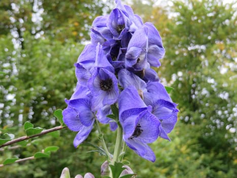 Monkshood - Aconitum napellus