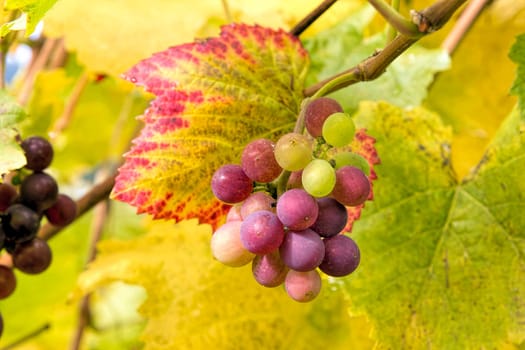 Wine Grapes on Vine with Fall Season Foliage Color Closeup