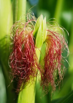 Hub fibers on a corncob in the field