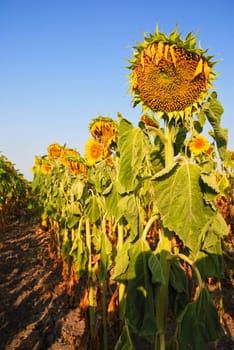 Row of sunflowers in the field