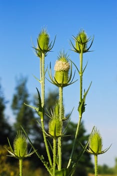 Thistle of the weaver's card in spring
