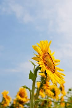Sunflower in the field