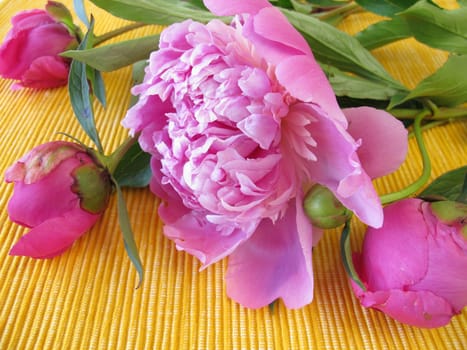 A bouquet of peonies