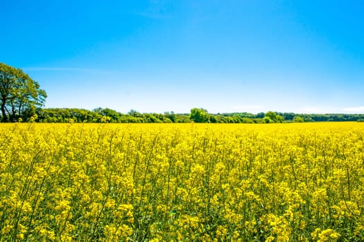 Yellow rapeseed field with trees in the background