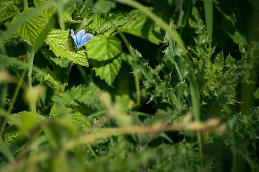 Cute little butterfly in blue colors on a green leaf