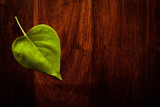 Green leaf on solid dark whood
