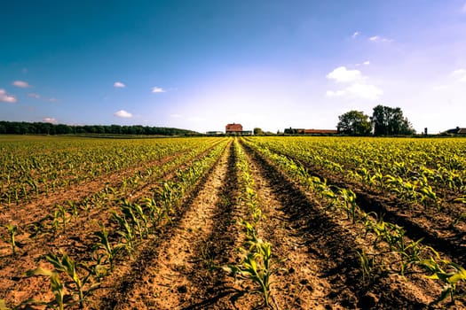 Field crops leading to a farm house