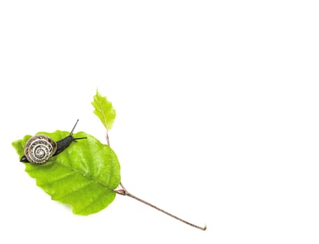 Snail on leaf isolated on white