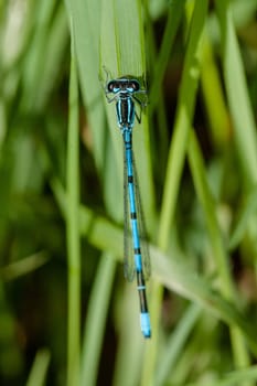 Blue damselfly sitting on a green leaf