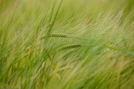 Fresh grown crops on a green field