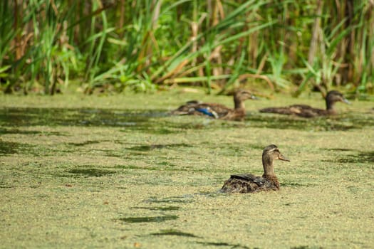 Lake pond with wild ducks and algae