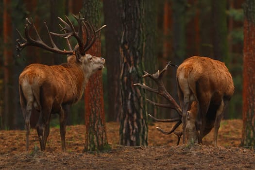 The red deer (Cervus elaphus)
