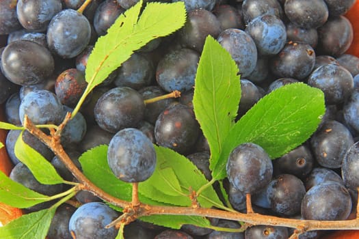 ripe sloes - fruits of blackthorn (Prunus spinosa)