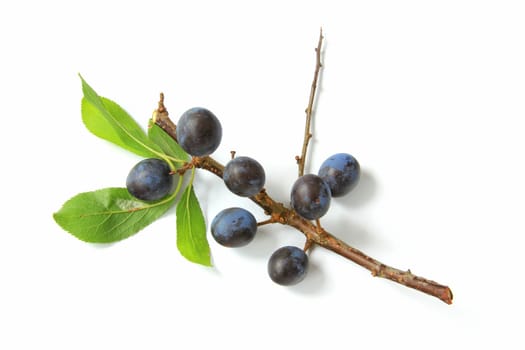 Branch with sloes - fruits of blackthorn (Prunus spinosa) exposed against a white background