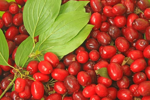 ripe fruits of cornelian cherry (Cornus mas)