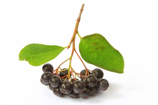 ripe apple berries (Aronia melanocarpa) exposed against a white background
