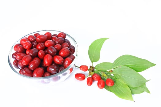 ripe fruits of cornelian cherry (Cornus mas) - exposed against a white background