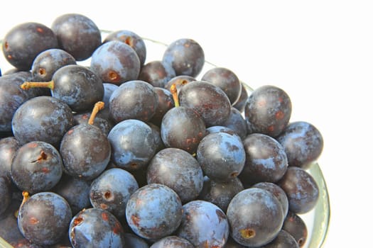 ripe sloes - fruits of blackthorn (Prunus spinosa) against a white background