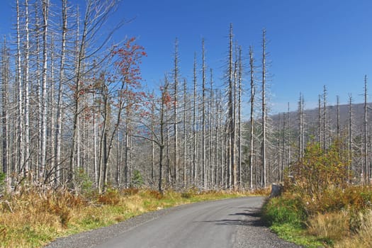 Forest dieback due to bark beetle infestation at the high forest of the Dreisesselberg on the border with the Czech Republic,Bavarian Forest / Sumava National Park,Germany/ Czech Republic