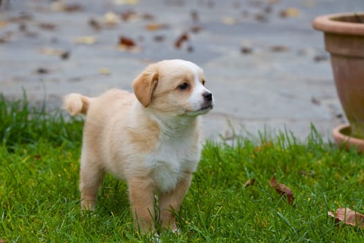 A small 7 week old mongrel puppy stands serenely in a meadow and waits.
