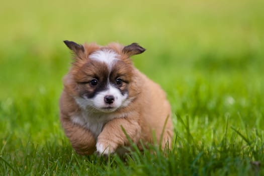 A small 7 week old dog puppy runs full of joie de vivre through a meadow