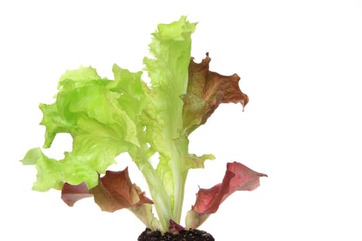 Lettuce seedling of the cut lettuce variety "Lollo rosso"" (Lactuca sativa var. crispa),detached against a white background"