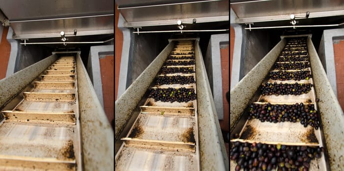 sequence of a conveyor belt of olives in a mill in Italy