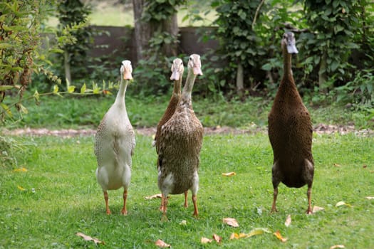 Running ducks