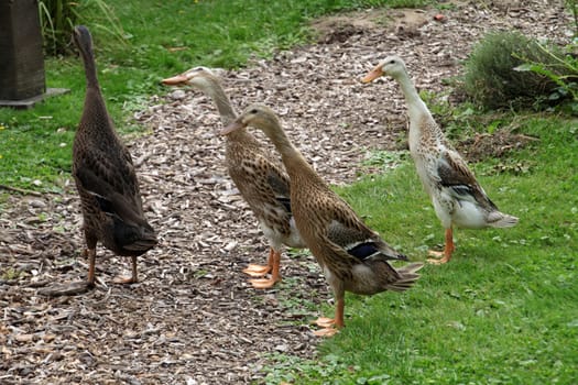 Running ducks