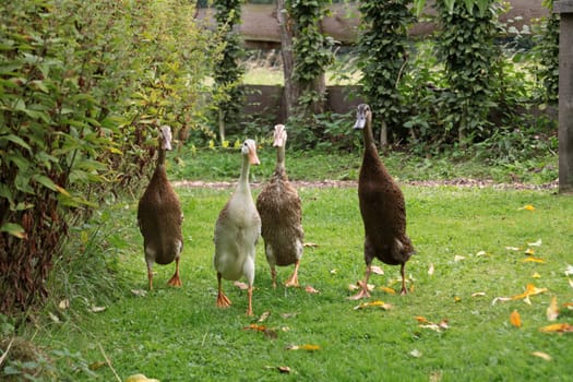 Running ducks
