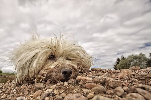An extremely dirty longhair dog lies in the gravel and looks slightly on the side. In the background a slightly dramatic sky.