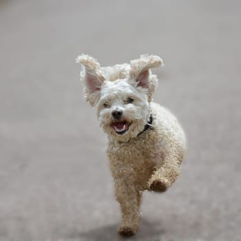 A mongrel dog runs towards the photographer,having sail ears like an elephant.