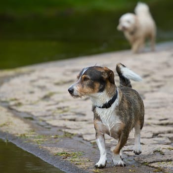 A dachshund - terrier mix stands on a river bank and observes something on the water,in the background another dog comes running.