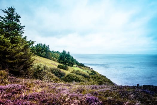 Heather fields and cloudy weatherby the ocean